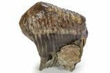 Fossil Woolly Mammoth Lower M Molar - Nice Roots #238754-1